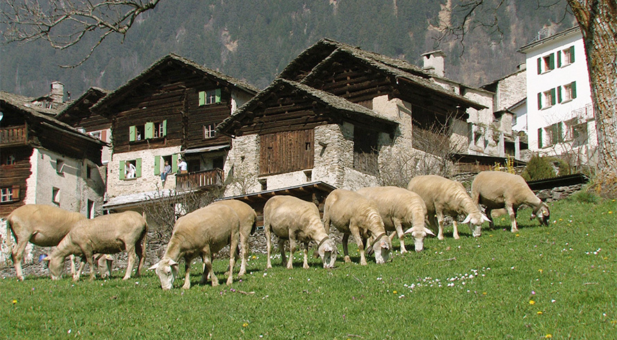 Soglio Produkte Soglio Produkte