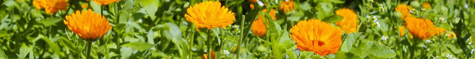 calendula