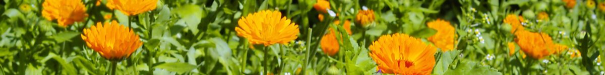 calendula