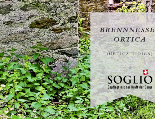 Gennaio 2024 –  Conoscenze erboristiche: L’ortica