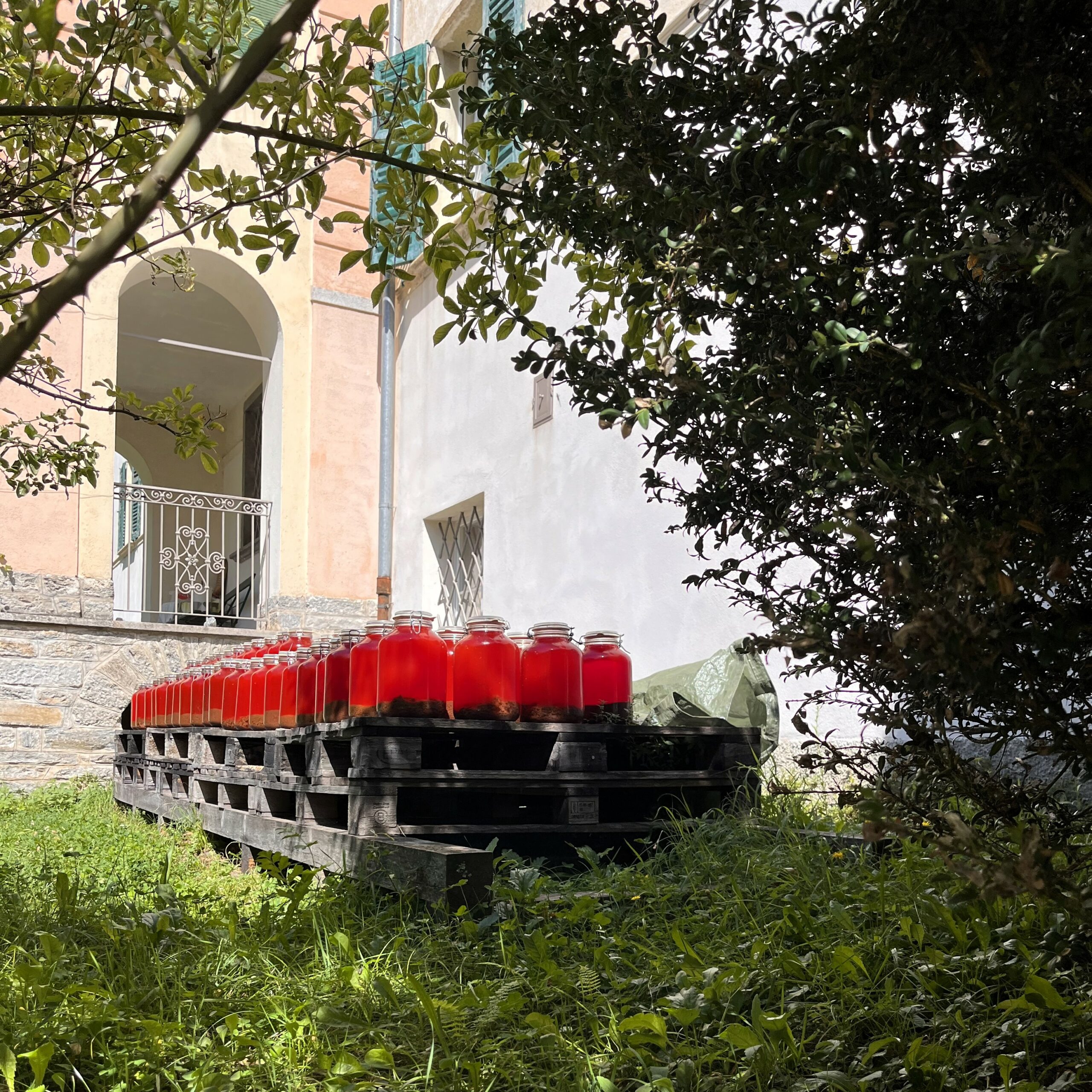 L'iperico viene fatto macerare nell'olio.