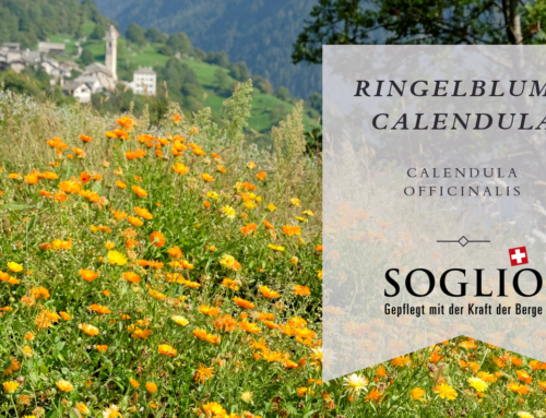 März 2024 – Kräuterwissen Calendula