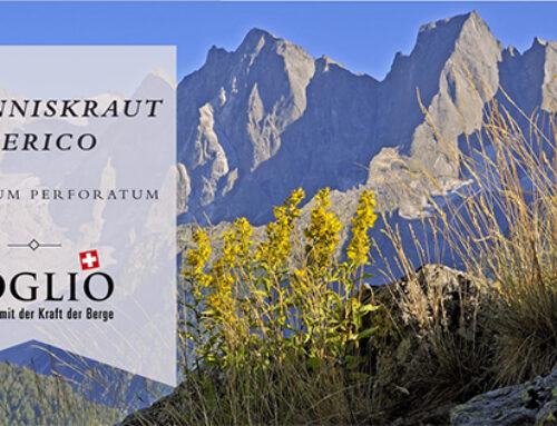 Februar 2024 – Kräuterwissen Johanniskraut