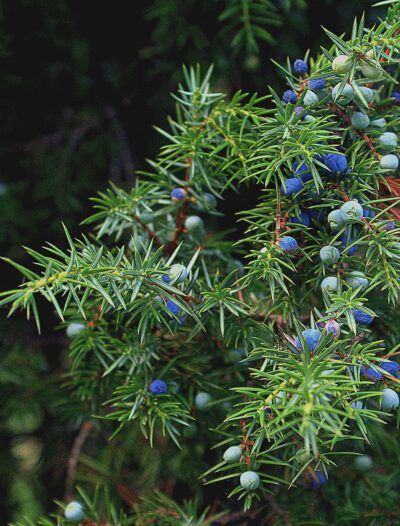 Juniper ginepro