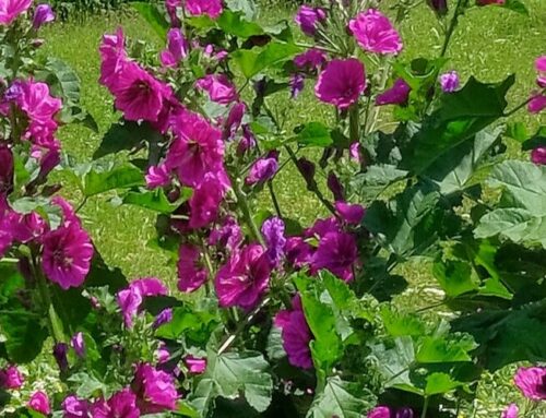 April 2024 – Kräuterwissen Malve