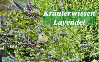 Kräuterwissen Beitragsbild
Lavendel